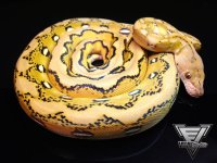 Platty sunfire..jpg