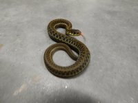 Lake Chapala garter CB 14 baby 3.jpg