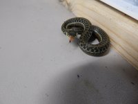 Lake Chapala garter CB 14 baby.jpg