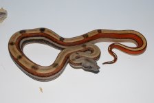 DSC_0012.jpg