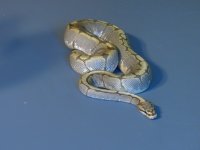 IMG_1822.jpg