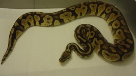mario snakes 006.jpg