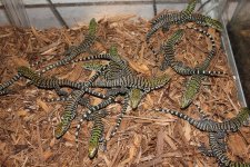 Argentine BW Tegu2.jpg