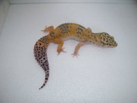 gecko pics 001.jpg