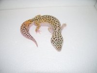 gecko pics 003.jpg