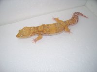 gecko pics 010.jpg
