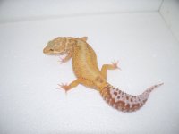 gecko pics 014.jpg