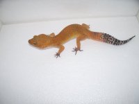 gecko pics 023.jpg