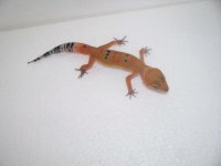 gecko pics 050.jpg