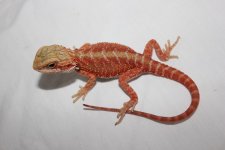 RedTransHetHypo - Female3.jpg