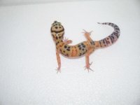 gecko pics 051.jpg