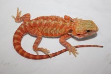 RedOrangeTransHetHypo-Male1.jpg