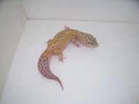 gecko pics 036.jpg