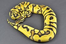 Pastel Enchi.jpg
