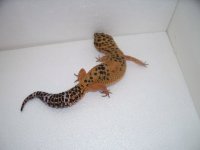 gecko pics 041.jpg