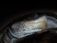 African Sideneck Turtle.jpg