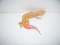 gecko pics 040.jpg