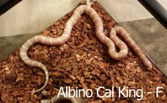 calking1.jpg