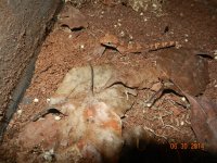ALL geckos 02-26-14 007.jpg