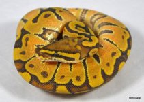 1403EnchiOrangeGhostF01.jpg