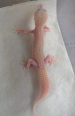 IMG_4518.jpg