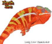 Flash Sire.JPG