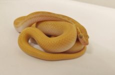 MaleAlbino.jpg