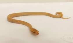 albinohatchling.jpg
