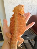 IMG_1524xa.jpg
