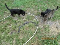 snakesncats 003.jpg