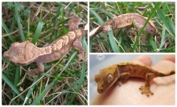PicMonkey Collage (3).jpg
