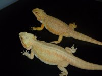 Two Female Dragon 003.jpg