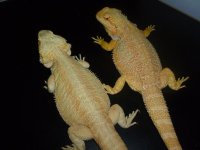 Two Female Dragon 005.jpg