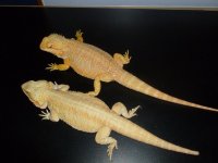 Two Female Dragon 004.jpg