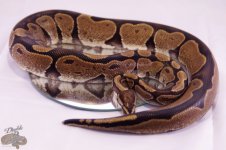calico sire 2.jpg