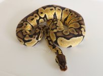 snakes for sale 017.jpg
