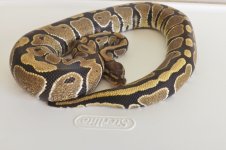 snakes for sale 010.jpg