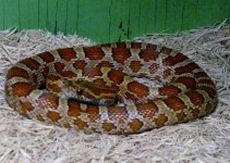 cornsnake rootbeer.jpg