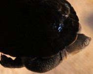 longicollis1.jpg