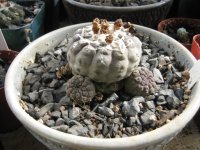 Copiapoa hypogae.jpg