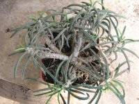 Euphorbia tubifera.jpg