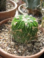 cacti, I forget the name.jpg