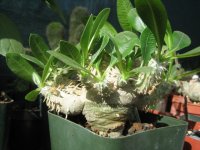 pachypodium sp.jpg