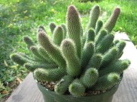 Stapelia pilansii.jpg