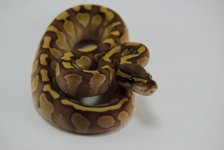 A6 Female Lesser Enchi(poss pastel)het Ghost 61g.jpg