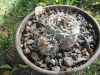 Turbinicarpus polaskii.jpg