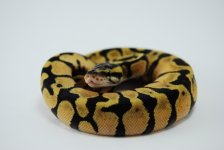 A1 Female Enchi Pastel  het Ghost 55g.jpg