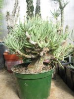 Tylecodon 1.jpg