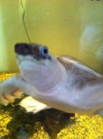 turtle.jpg