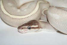 mystic potion 850g 1250 face.jpg